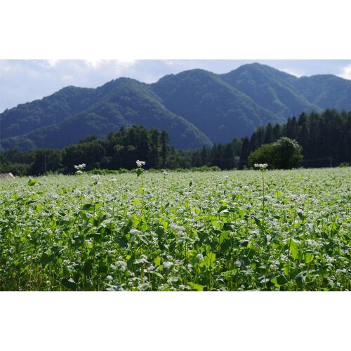 おびなた 蕎麦通の二八そば 240g×10袋