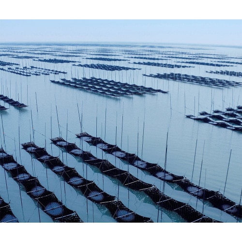 サン海苔 一等級有明海産 佐賀のり 焼のり 40枚