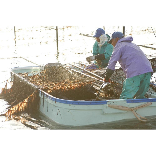 サン海苔 一等級有明海産 佐賀のり 焼のり 40枚