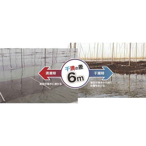 サン海苔 一等級有明海産 佐賀のり 焼のり 40枚