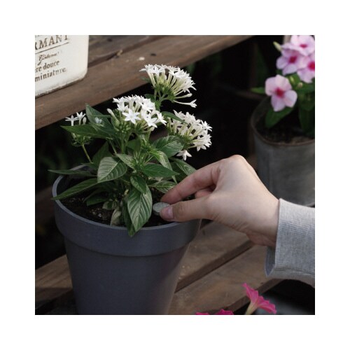 カダン感動肥料置くだけタブレットバイオパワー×16