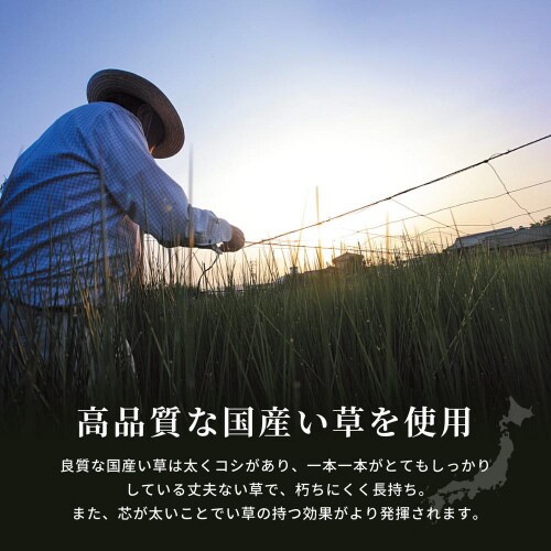 国産い草ラグ(裏貼り) 右京