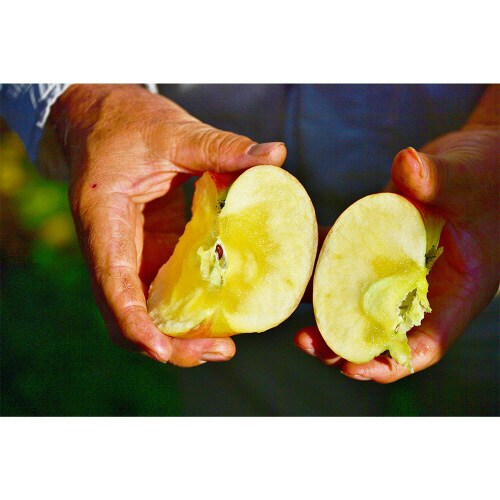 マルカイ 順造選 ふじりんご 1000ml×6個