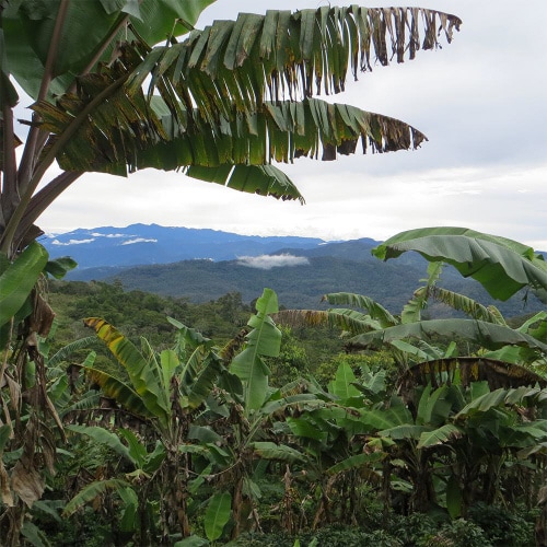 マウントハーゲン インスタントコーヒー25本8個個