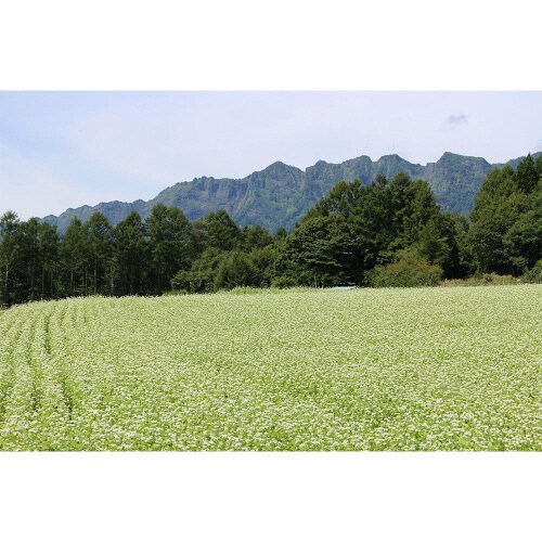 おびなた そばの極み抹茶そば 200g×20個