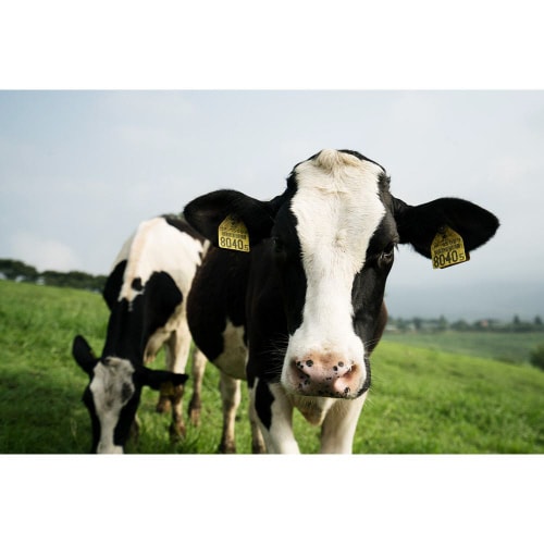 【冷蔵】南日本酪農協同 高千穂牧場和紅茶オレ20本