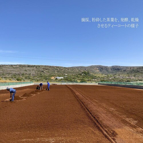 国太楼 NAルイボスティーTB 60P×12袋