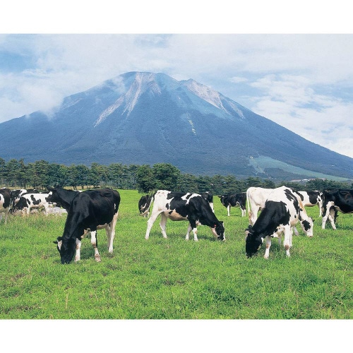 【冷蔵】大山乳業ドトー白バラミルク珈琲12本