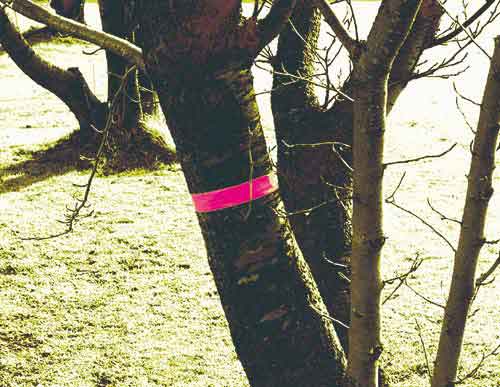 マーキングテープ 30mm×50m 蛍光ピンク