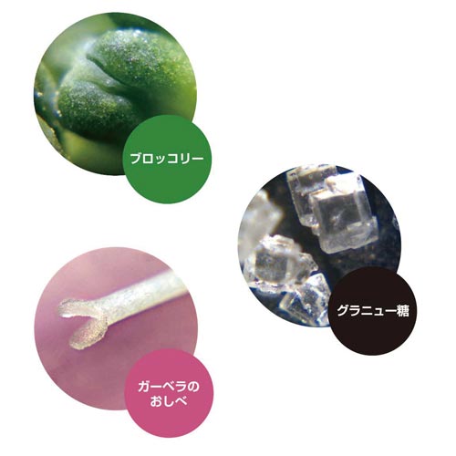 顕微鏡 ハンディ ZOOM ピンク