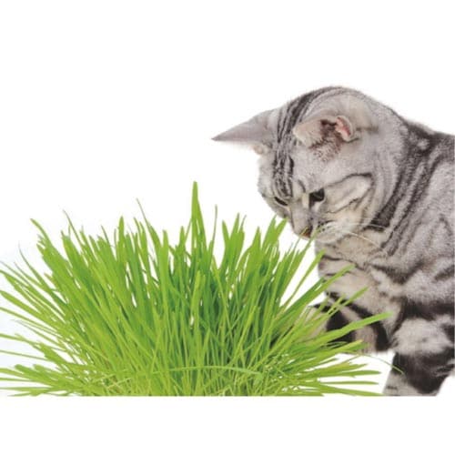 ペティオ 猫の元気草 3個パック