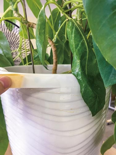 カンタン貼るだけ!お子様にも安心 虫のイヤがるテー