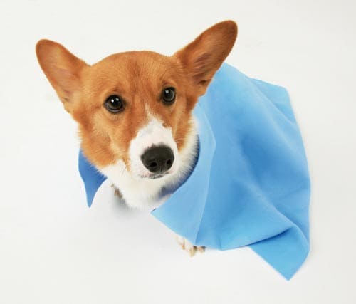 超吸水ペット用タオル Lサイズ