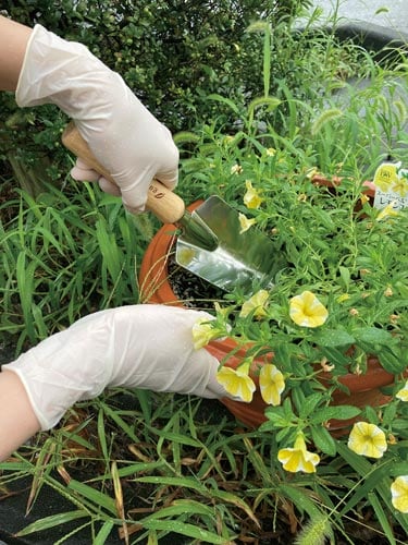 バラダミー 天然ゴム極薄手袋 100枚入 M