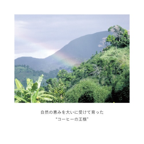 DRIPPOD ブルーマウンテンブレンド 12杯