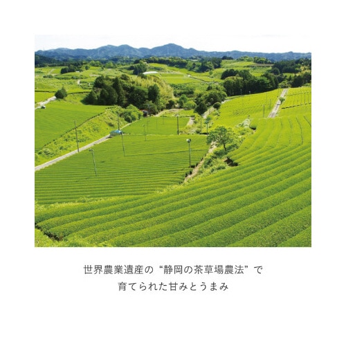 DRIPPOD 深蒸し静岡煎茶 12杯