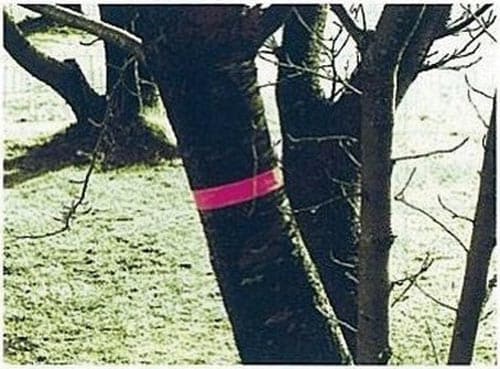 サインテープ 50mm幅×50m ピンク