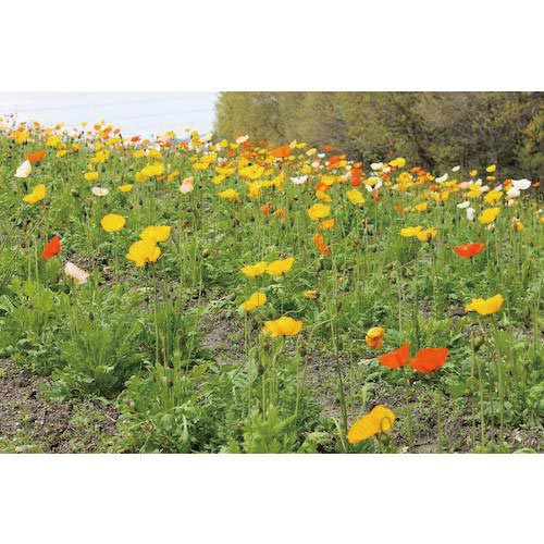 ハイポネックス 緑化培養土 (1袋入)