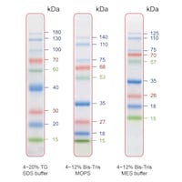 【冷凍】着色済みタンパク質ラダーマーカー PM0