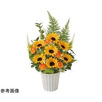 �t���b�V���Ђ܂�葢�ԃA�����W�T�T�����@