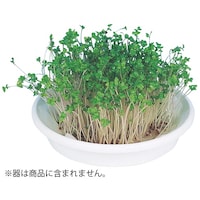 ���k�͔|���j�b�g�@�u���b�R���[�X�v���E�g�@���U�ȏォ�璍���\�i�̔����i�͂P�P�ʂ̉��i�j