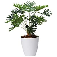 �m�`�h�j�h�@�l�H���؁i�N�b�J�o���j