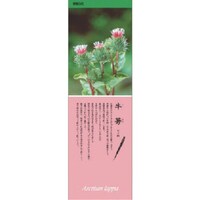 ���j�b�g�@�V�[���M�������[�@���ڂ��@�o�u�b�X�e�b�J