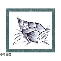 ���n��l�Z�b�g�@�W���䎆�t�@�P�Q�U�T�X