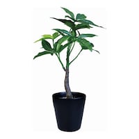 �t�F�C�N�O���[���@�u���b�N�|�b�g�s�r�@�p�L��