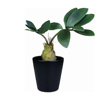 �t�F�C�N�O���[���@�u���b�N�|�b�g�s�r�@�R�[�f�b�N�X