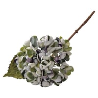 ���ԁ@�n�C�h�����W�A�u�b�V���@�u���[�O���[��