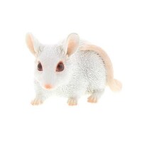 �K�[�f���I�[�i�����g�@�n�c�J�l�Y�~�@�a