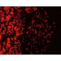 �P�D�O�P�T�X�V�D�O�O�O�P�@�s���|�t���I�[