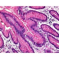 �P�D�O�S�R�O�Q�D�O�O�Q�T�@�w�}�g�L�V����