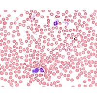 ���C�g���F�t�@�������p�@�T�O�O�l�k�@�P�D�O�P�R�W�R�D�O�T�O�R