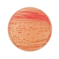 �Q�T�P�P�S�V�}�b�R���L�[�h�h���V�|�n�Q�O��