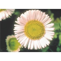 �����@�с[�ŗp�ʐ^�X�e�b�J�[�@�}�[�K���b�g�@�o�g�Q�X�@�P��