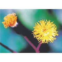 �����@�с[�ŗp�ʐ^�X�e�b�J�[�@�~�c�}�^