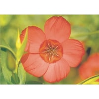 �����@�с[�ŗp�ʐ^�X�e�b�J�[�@�A�}�i�t���b�N�X�j