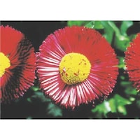 �����@�с[�ŗp�ʐ^�X�e�b�J�[�@�f�C�W�[