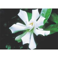 �����@�с[�ŗp�ʐ^�X�e�b�J�[�@�N�`�i�V