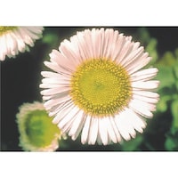 �����@�с[�ŗp�ʐ^�X�e�b�J�[�@�i�f�V�R