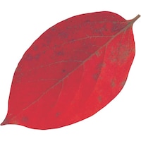 �s�j�f�@���}�R�[�@�^�����N���A�V�[�g�i�Q�O�O�����j