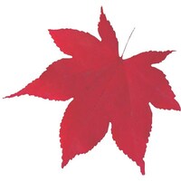 �s�j�f�@���}�R�[�@�^�����N���A�V�[�g�i�Q�O�O�����j