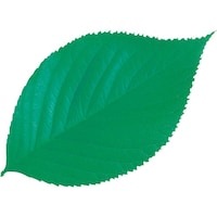 �s�j�f�@���}�R�[�@�^�����N���A�V�[�g�i�Q�O�O�����j