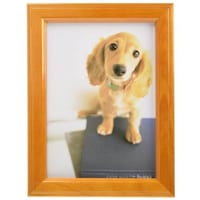 �t�W�J���[�@�ؐ��t�H�g�X�^���h�@�u���E��