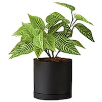 �m�`�h�j�h�@�l�H���؁i�[�u���u�b�V���j