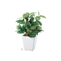 �~�j�O���[���|�b�g�i�l�H���؁j�@�t�B�b�g�j�A�@�U�P�|�P�V�S�|�X�|�P�@�P��