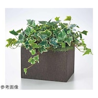 �t�F�C�N�O���[���@�{�b�N�X�^�@�I�����_�A�C�r�[�@���S�O�~���s�S�O�����@�U�P�|�W�R�P�|�X�Q�|�Q�@�P��