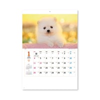 �T���L���[�E�h�b�O�@�m�j�S�T�S